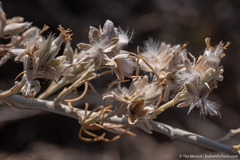 Tetradymia tetrameres