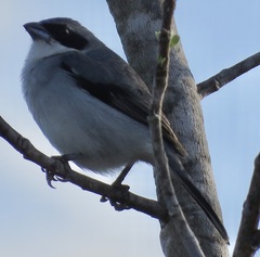 Neothraupis fasciata