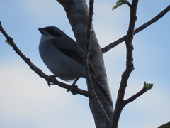 Neothraupis fasciata