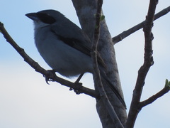 Neothraupis fasciata