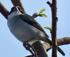 Neothraupis fasciata