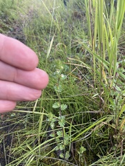 Euphrasia subarctica