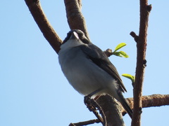 Neothraupis fasciata
