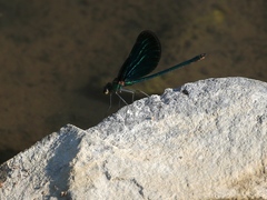 Calopteryx virgo