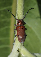 Tetraopes femoratus