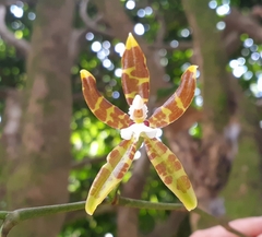 Oncidium stenoglossum
