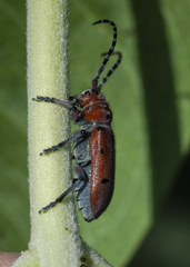 Tetraopes femoratus