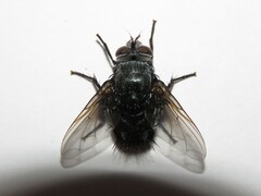 Leschenaultia bicolor