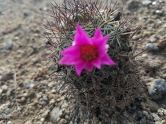 Mammillaria mazatlanensis