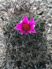 Mammillaria mazatlanensis