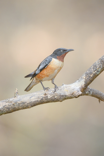 Spot-winged Starling (Saroglossa spilopterus), photo 10