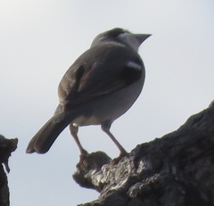 Neothraupis fasciata