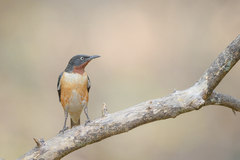 Saroglossa spilopterus