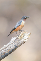 Saroglossa spilopterus