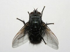 Leschenaultia bicolor