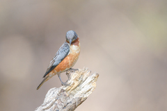 Saroglossa spilopterus