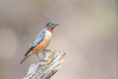 Saroglossa spilopterus