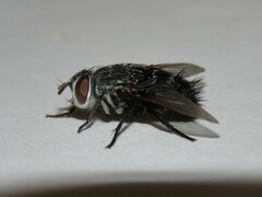 Leschenaultia bicolor