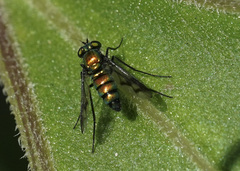 Condylostylus occidentalis