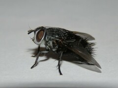 Leschenaultia bicolor