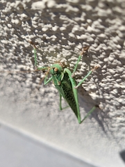 Capnobotes occidentalis