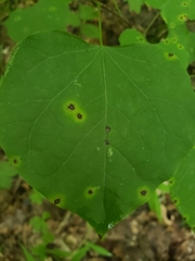 Pseudocercospora vitis