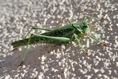 Capnobotes occidentalis