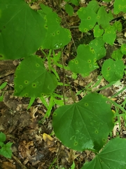 Pseudocercospora vitis