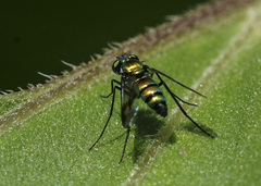 Condylostylus occidentalis