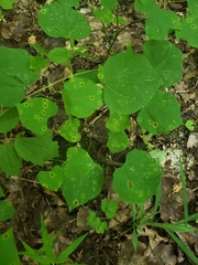 Pseudocercospora vitis