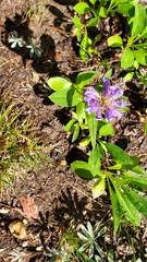Penstemon ellipticus