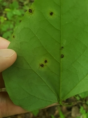 Pseudocercospora vitis
