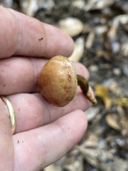 Xerocomus hypoxanthus