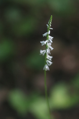 Spiranthes lacera