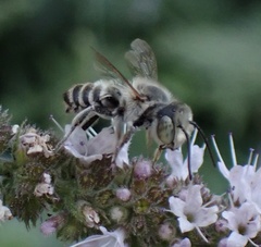 Megachile apicalis