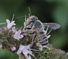 Megachile apicalis
