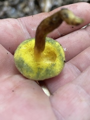 Xerocomus hypoxanthus