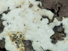 Pachyphlodes