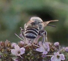 Megachile apicalis
