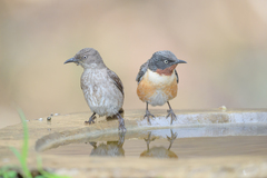 Saroglossa spilopterus