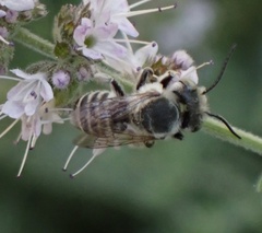 Megachile apicalis