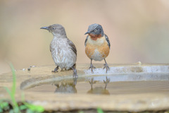 Saroglossa spilopterus