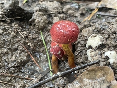 Xerocomus sclerotiorum