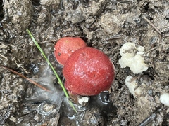 Xerocomus sclerotiorum