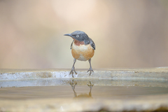 Saroglossa spilopterus