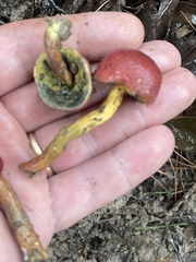 Xerocomus sclerotiorum