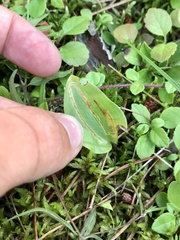 Liriomyza smilacinae