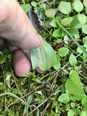 Liriomyza smilacinae