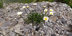 Leucanthemum atratum