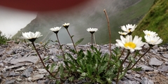 Leucanthemum atratum